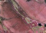 Polished Rhodonite Slab - Australia #65444-1